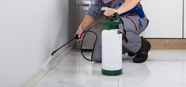 Exterminador de cinches en Idaho